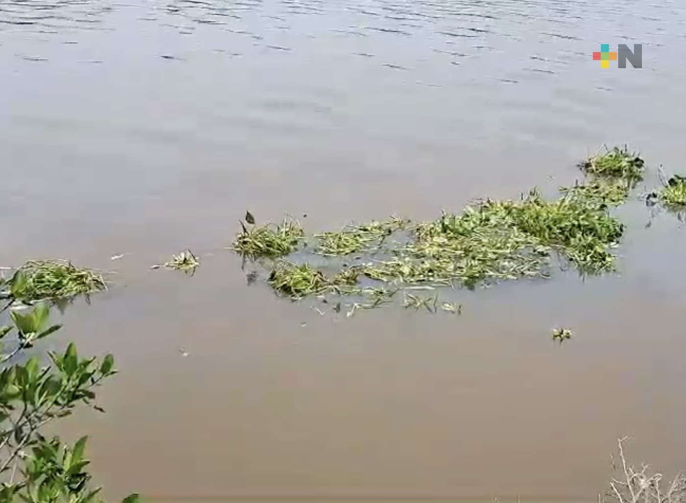 Río Tuxpan registra notable acumulación de lirio acuático